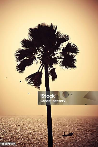 Palm Tree In Sunset Light Stock Photo - Download Image Now - Africa, Atlantic Ocean, Back Lit