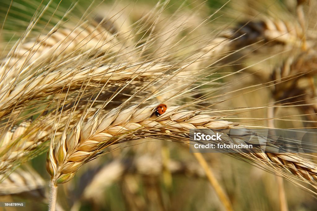 Triticale mit Marienkäfer - Lizenzfrei Entwicklung Stock-Foto