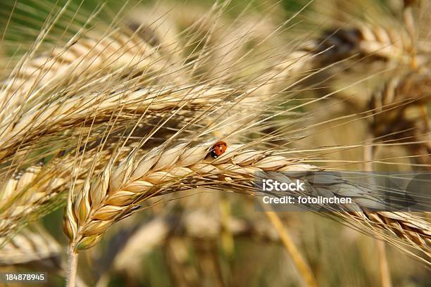 Triticale Mit Marienkäfer Stockfoto und mehr Bilder von Entwicklung - Entwicklung, Feld, Formatfüllend