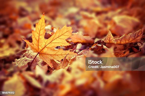 Herbstmuster Stockfoto und mehr Bilder von Herbstlaub - Herbstlaub, Herbst, Makrofotografie