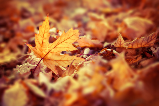 Autumn leaves