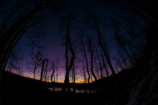 Sunrise in the aspen trees