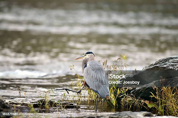 Great Blue Heron Ardea Herodias Stepping Out Stock Photo - Download Image Now - Bird, Shenandoah River, Animal