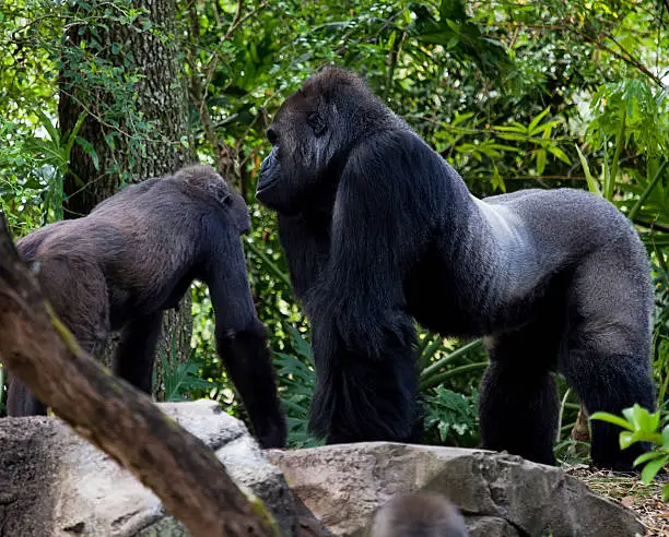 Photo of Mother  and father gorilla