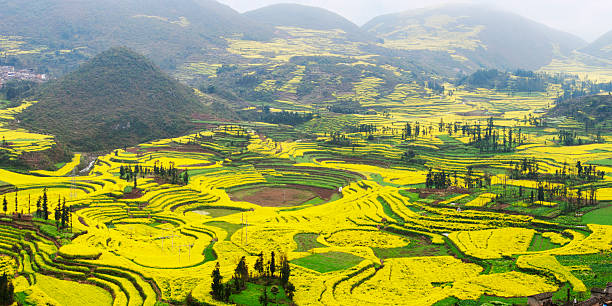 Village and Rapeseed Field "Village and Rapeseed Field - Luoping, Yunnan province, China." yunnan province stock pictures, royalty-free photos & images