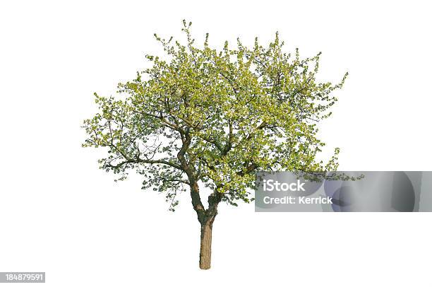 Blühende Kirsche Baum Im Frühjahr Isoliert Auf Weiss Stockfoto und mehr Bilder von Baum