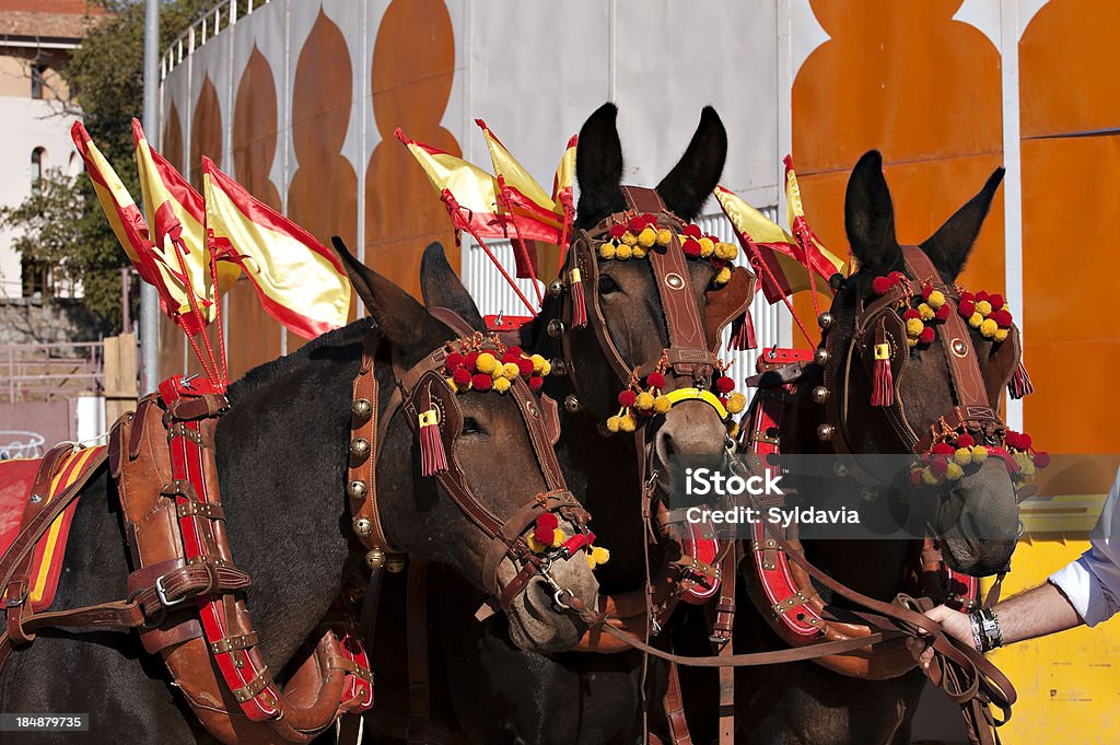 Bullring .Mules drag "Close drive the mules. The withdrawal of the bullring, of the dead bull is one of the components of the bullfight Which Remains unchanged since the seventeenth century." Ammunition Stock Photo