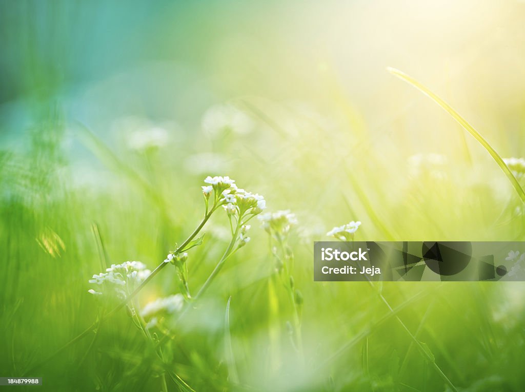 Hermoso meadow - Foto de stock de Abril libre de derechos