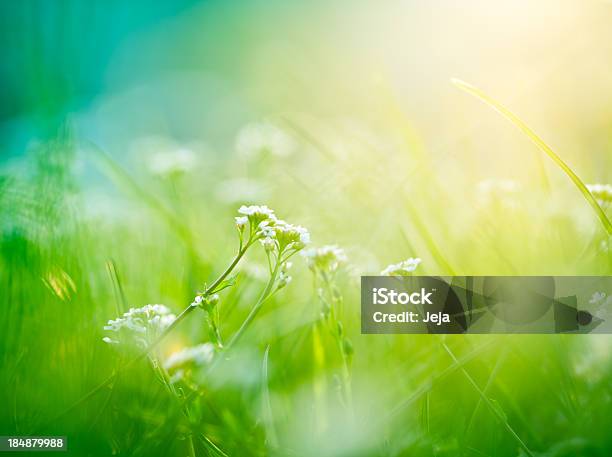 Hermoso Meadow Foto de stock y más banco de imágenes de Abril - Abril, Agricultura, Aire libre