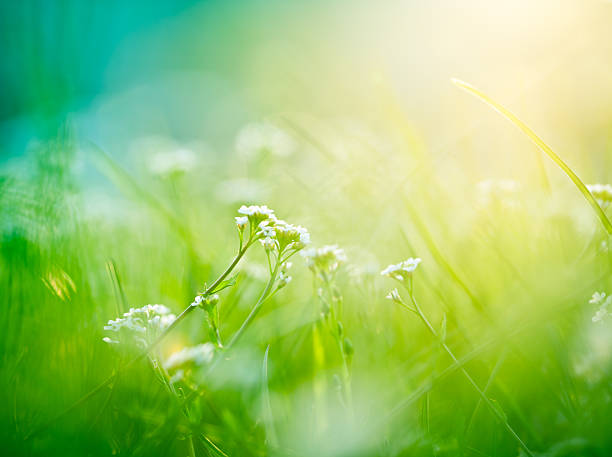 Beautiful meadow Beautiful meadow on a spring day. sunset dew stock pictures, royalty-free photos & images