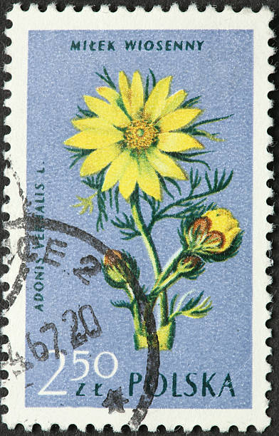 istock Adonis vernalis, yellow pheasants eye flower 184880291