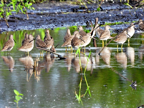 Long-billed Dowitcher's - profile