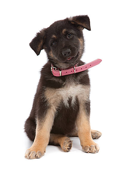 istock Curious alsatian puppy 184880617
