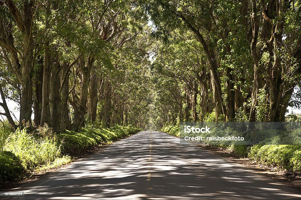 Tunnel Road en la isla de Kauai en Hawai - Foto de stock de Destinos turísticos libre de derechos