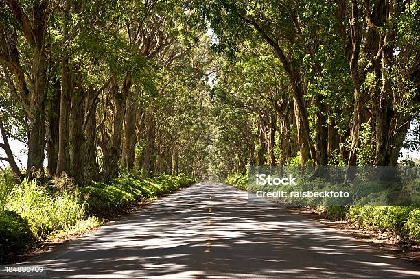 Tunnel Road En La Isla De Kauai En Hawai Foto de stock y más banco de imágenes de Destinos turísticos - Destinos turísticos, EE.UU., Flora