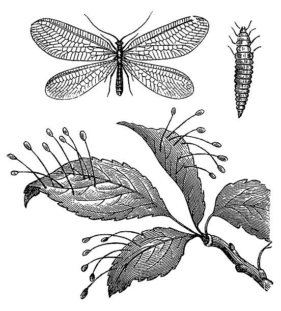 chrysoperla rufilabris (chrysopa perla - engraving eggs engraved image old fashioned stock-grafiken, -clipart, -cartoons und -symbole