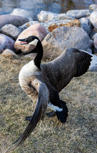 istock Canadian Goose Hissing and flapping in a defensive motion 1848808626