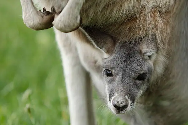 Young kangaroo