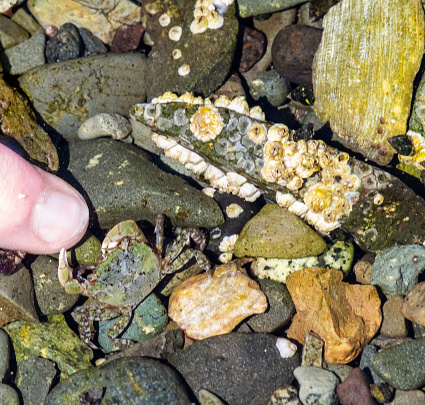 This picture has many rocks - some with barnacles.  Camouflaged in them is a small, green coloured rock crab.  With one of his pinchers, he has grabbed onto the skin of a human finger that has approached him.  Or is he holding hands?