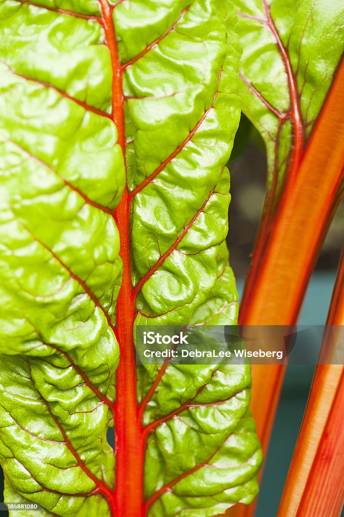 Swiss Chard A close up capture of a vibrant swiss chard plant. Close-up Stock Photo