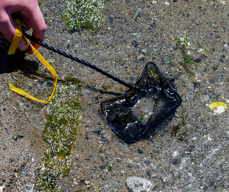 Near Metchosin, outside of Victoria, on Vancouver Island, British Columbia, Canada, a flounder fish in a net, is placed back on the ocean shore near where it was found.  It was temporarily taken to a viewing tank for an education session.   There is a yellow ribbon on the net