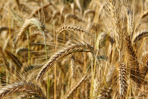 Triticale cultivation (hybrid of wheat and rye).