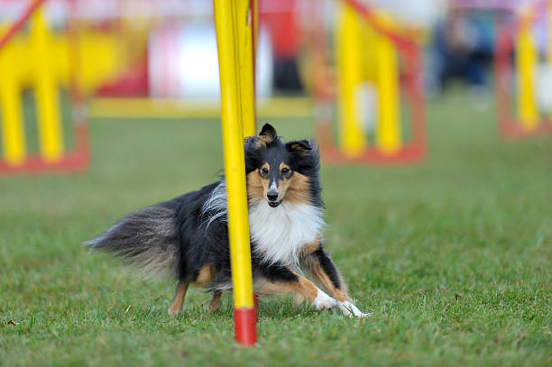 Sheltie "Sheltie - Shetland sheepdog on agility course, weave poles" dog agility stock pictures, royalty-free photos & images