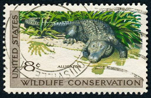 Cancelled Stamp From The United States Featuring The American Alligator