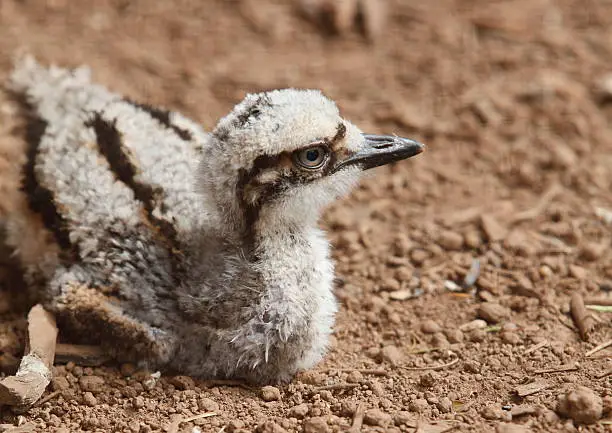 Baby stone curlew