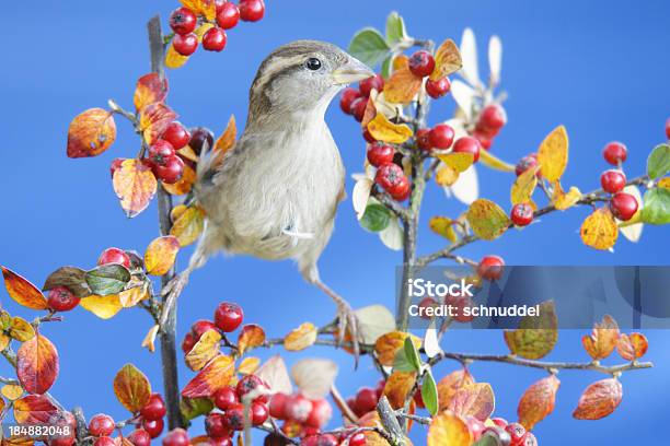 Pardal No Outono - Fotografias de stock e mais imagens de Animal - Animal, Arbusto, Asa de animal