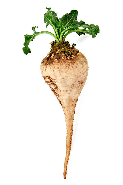 Sugar beet Fresh sugar beet on white background beta vulgaris stock pictures, royalty-free photos & images