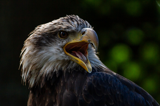 An immature, Bald Eagle looks sternly to the side.  His mouth, beak is open and is tongue shows.  The photo is a close-up of his head and shoulders.  He was injured and now is part of an educational program.