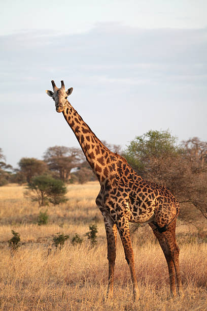 istock African Giraffe in the Wild 184882336