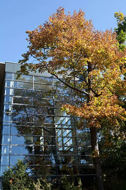 autumn colored maple tree reflecte by glass facade My building and building parts are collected here: