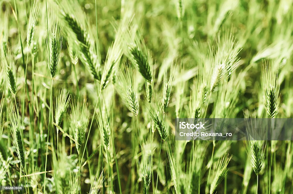 Orelha de campo - Foto de stock de Agricultura royalty-free