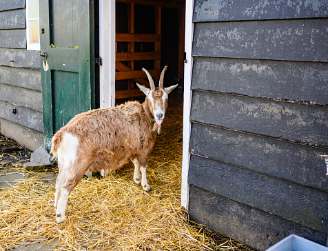 This is a color photograph of a goat looking at the camera as it stands on some hay at the open doorway of a stable in a village in the Netherlands.