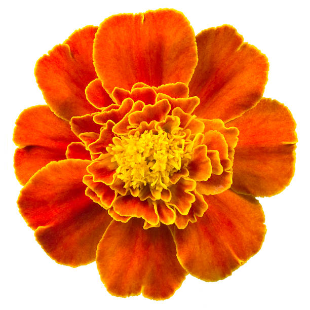 marigold. - single flower isolated close up flower head fotografías e imágenes de stock