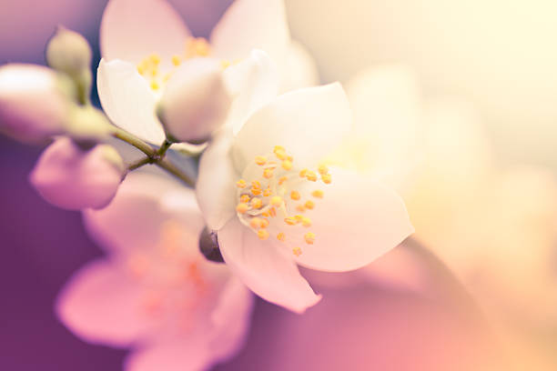Jasmine flower "Beautiful jasmin flower.Selective focus, toned image." jasmine stock pictures, royalty-free photos & images