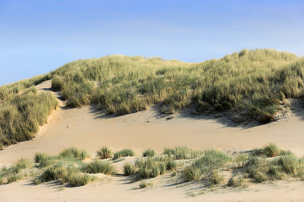 istock sand dunes along the Dutch coast 184882998