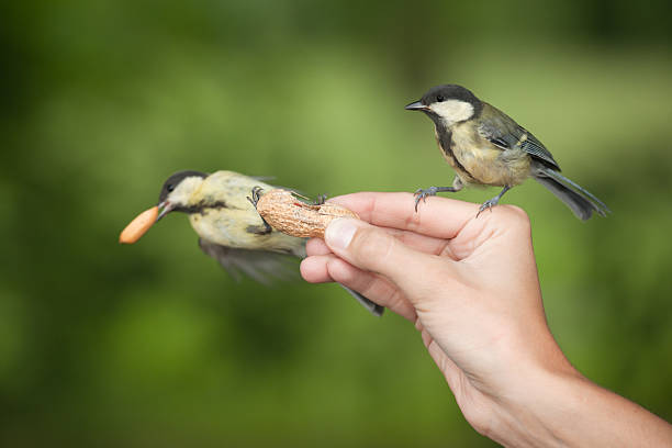 European Tit in the mid-air stealing the peanut from the other one. Nikon D3X. Converted from RAW.