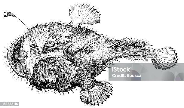 上級の釣り人や釣りのカエルカエルの魚や海悪魔lophius Piscatorius - アンコウのベクターアート素材や画像を多数ご用意 - アンコウ, スケッチ, 19世紀風