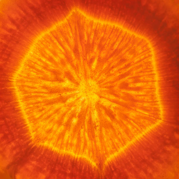 istock Slice of fresh organic carrot 184883722