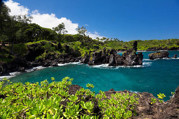 idillio bay con albero e blu oceano, maui, hawaii - traffel foto e immagini stock