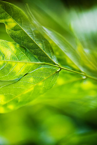 istock Macro of leaves 184883833