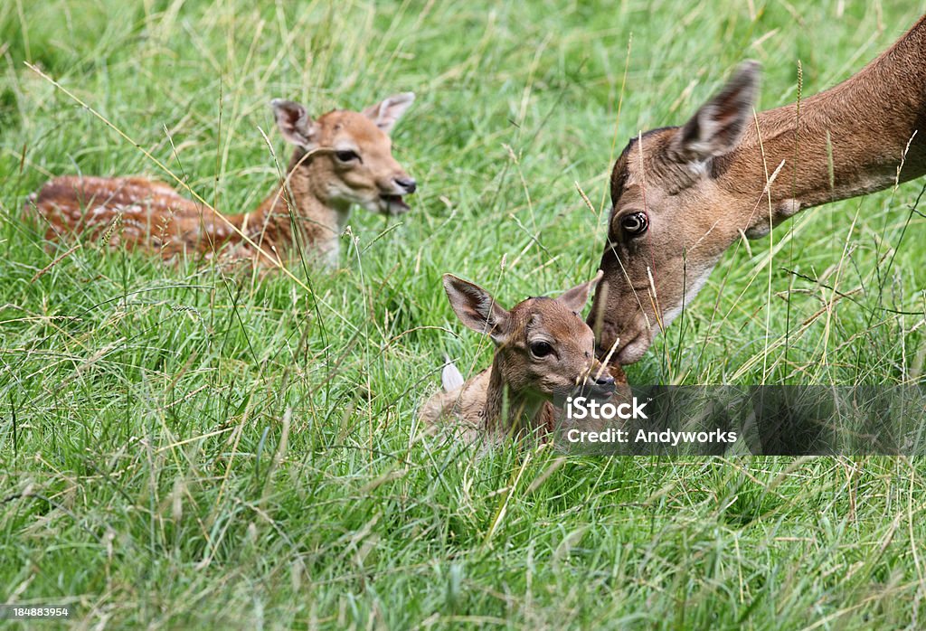 Hind mit Rehkitz - Lizenzfrei Berühren Stock-Foto