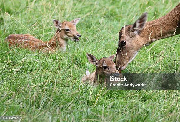 Hind Mit Rehkitz Stockfoto und mehr Bilder von Berühren - Berühren, Drei Tiere, Fotografie