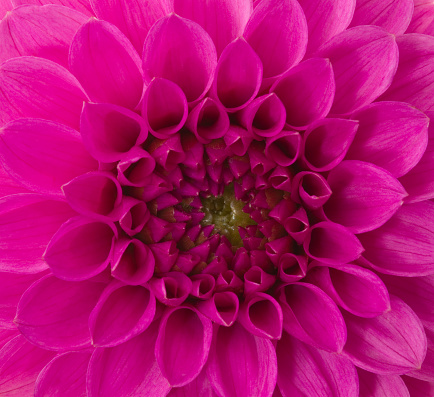 Pink flower close-up.