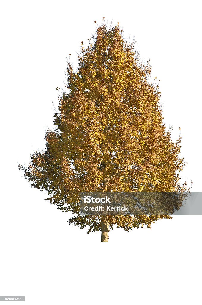 Baum im Herbst-isoliert auf weiß-Limette - Lizenzfrei Ast - Pflanzenbestandteil Stock-Foto