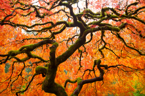 vibrant autumn colors on japanese maple tree