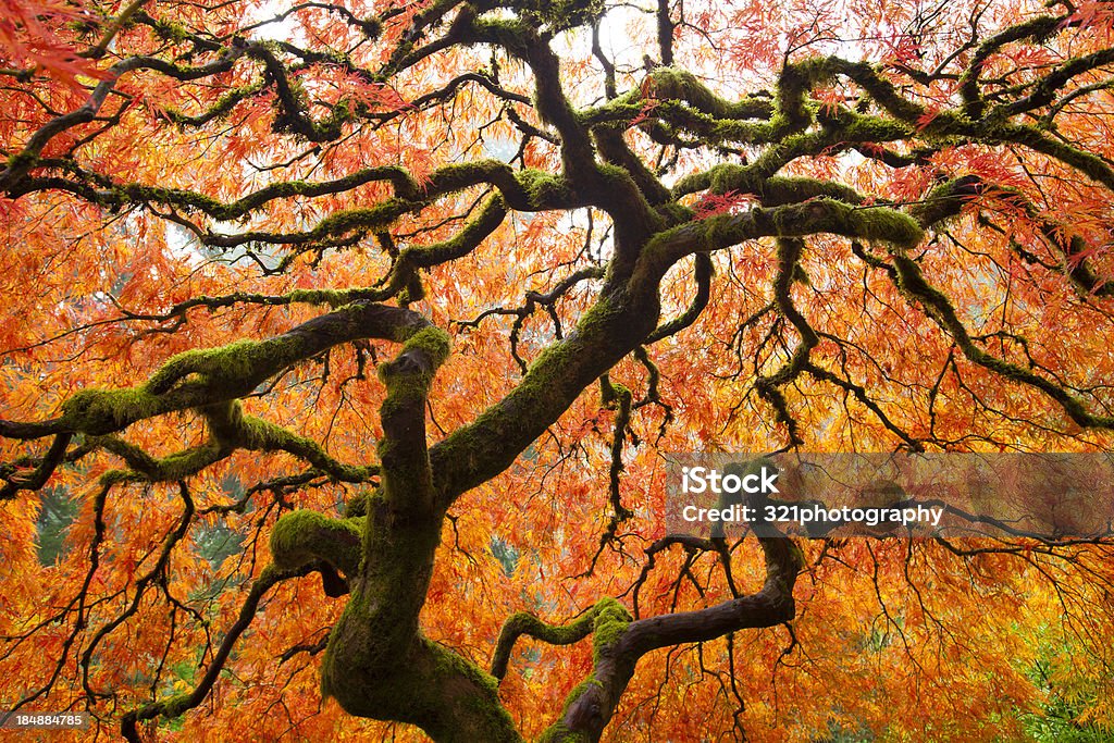 Árvore de outono - Foto de stock de Amarelo royalty-free